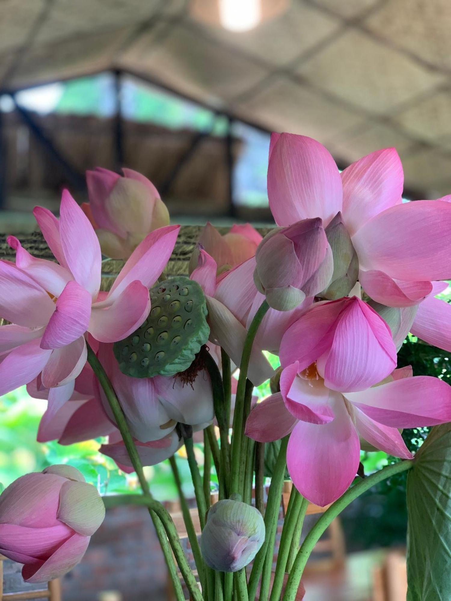Peaceful Refuge Homestay Ninh Binh Exterior foto